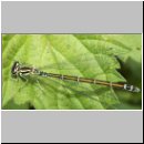 Coenagrion puella - Hufeisen-Azurjungfer w06.jpg